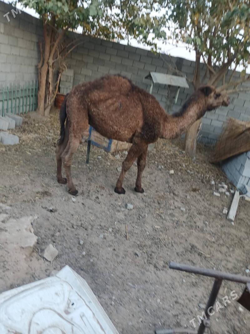 torim - Чоганлы - img 2