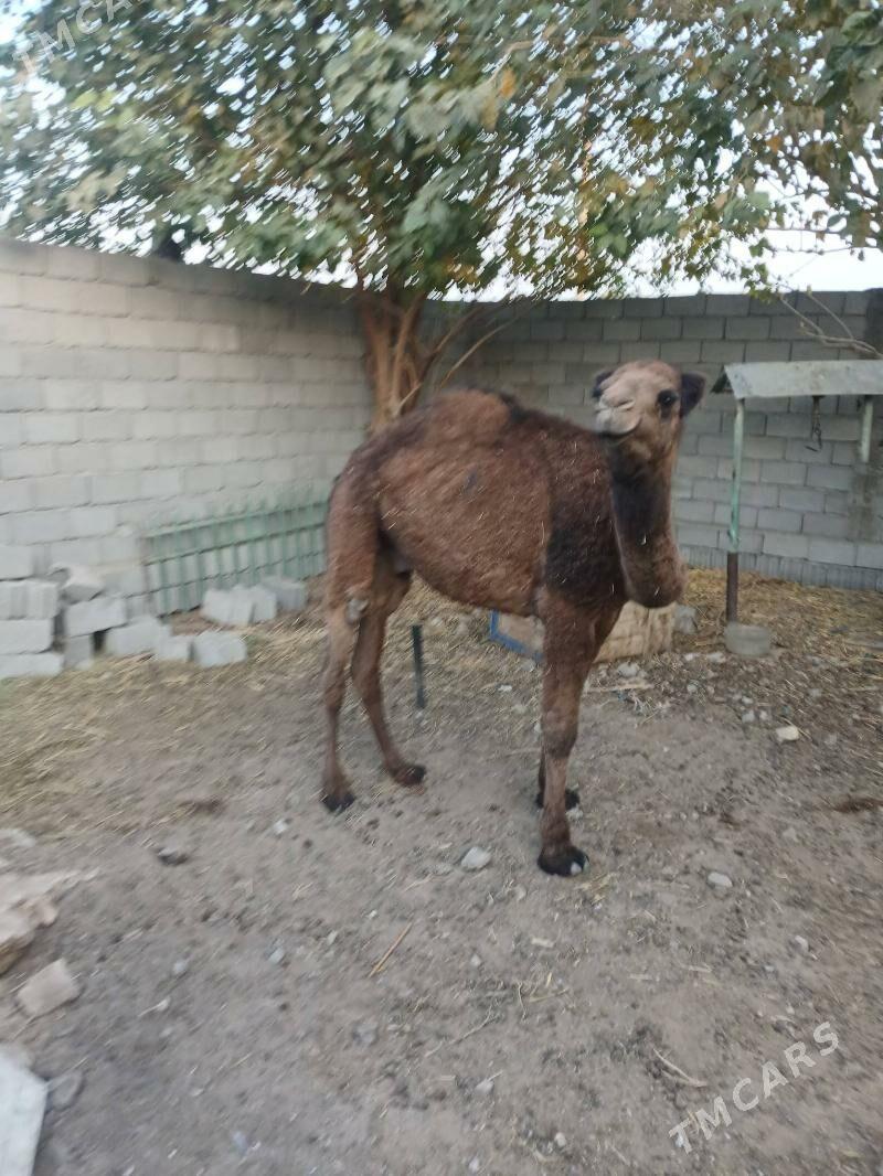 torim - Чоганлы - img 3