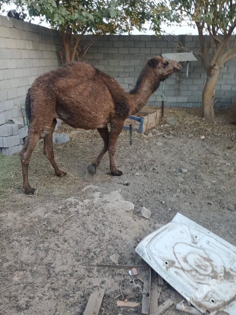 torim - Чоганлы - img 1