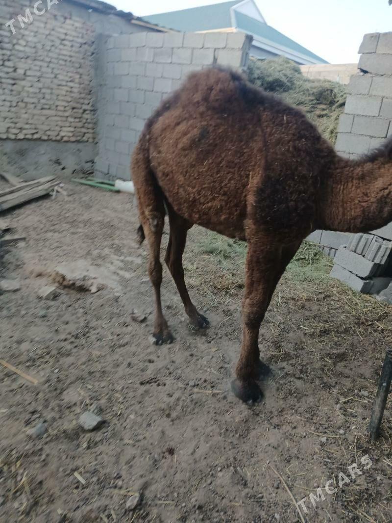 torim - Чоганлы - img 4