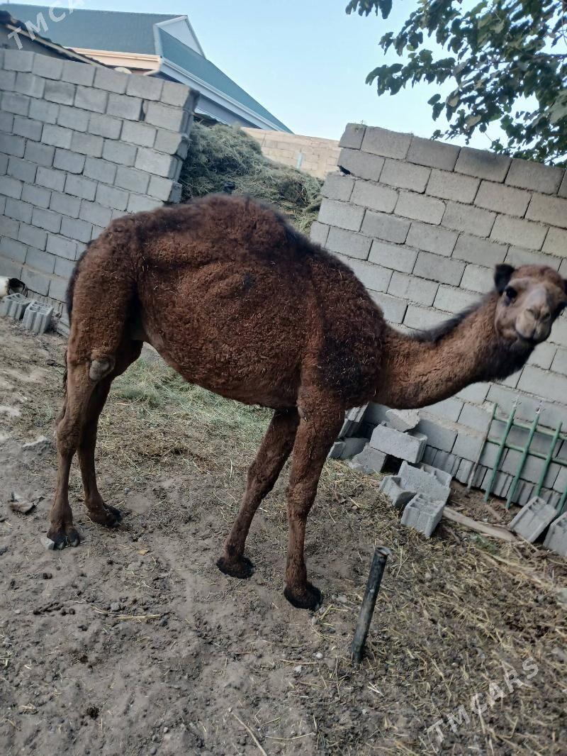 torim - Чоганлы - img 5