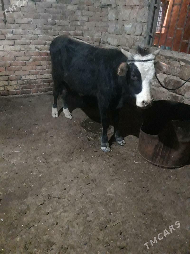 okuz - Гызыларбат - img 2