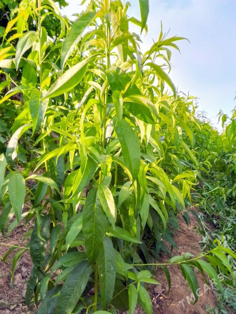 Sapylan nahallar - Sakar - img 5