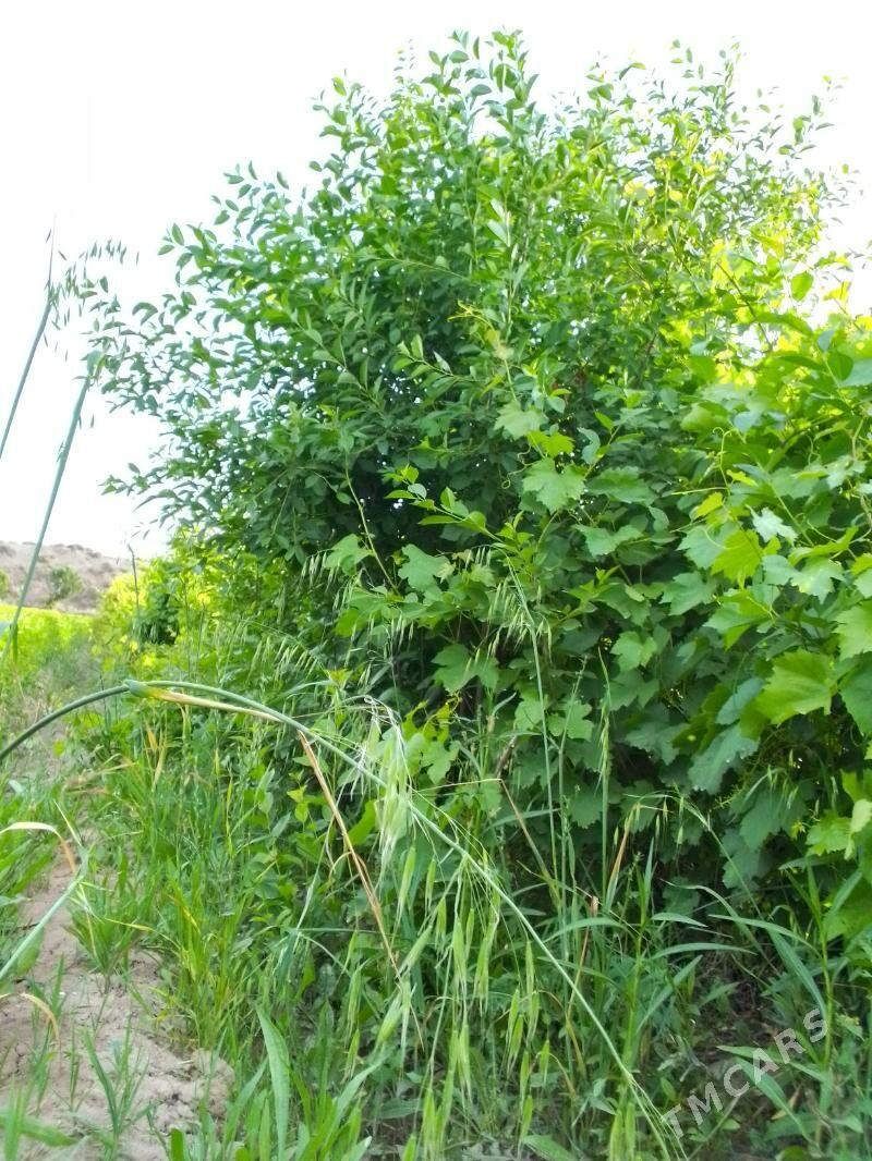 Sapylan nahallar - Sakar - img 4