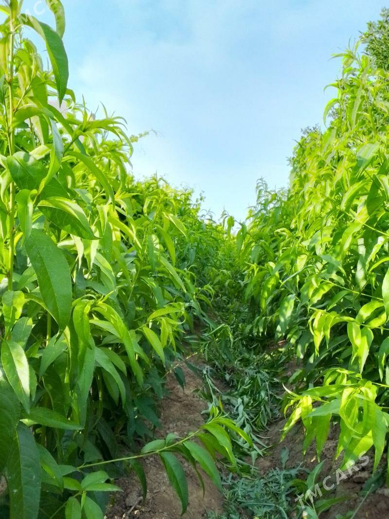 Sapylan nahallar - Sakar - img 2