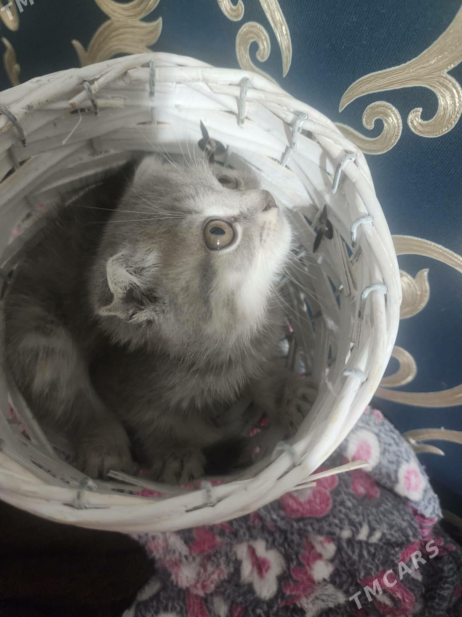 Шотландские котята - Aşgabat - img 2