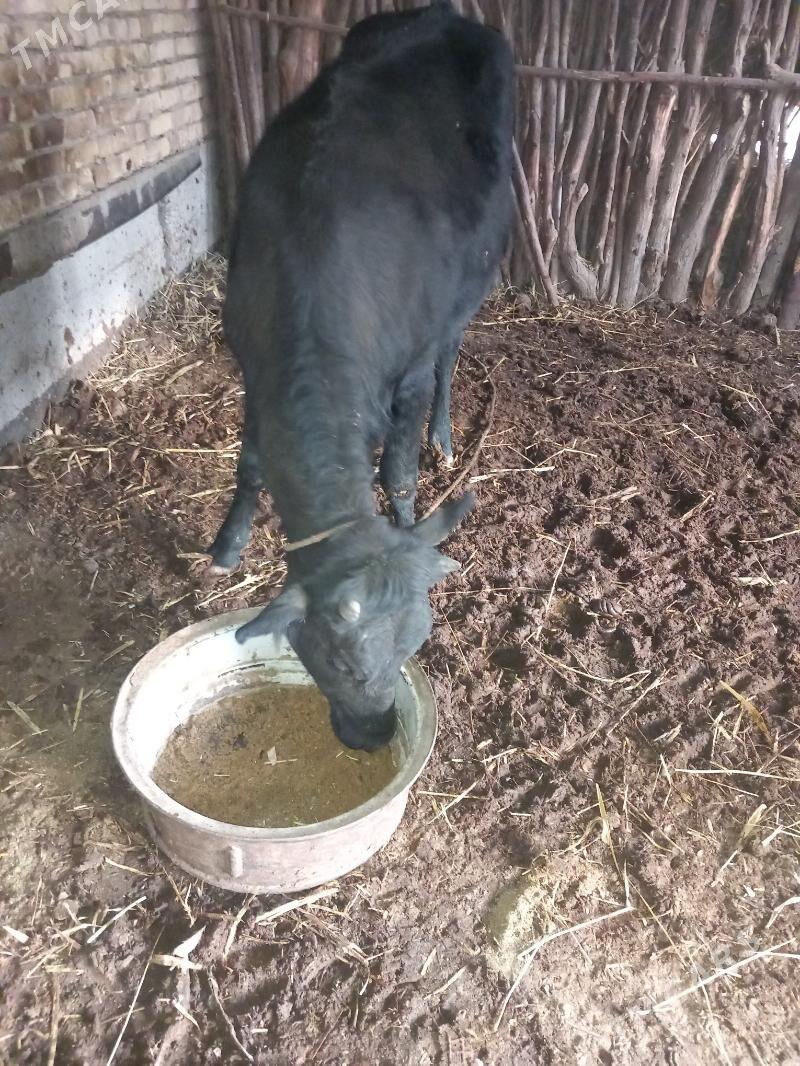 gacar 2i yasar - Köneürgenç - img 1