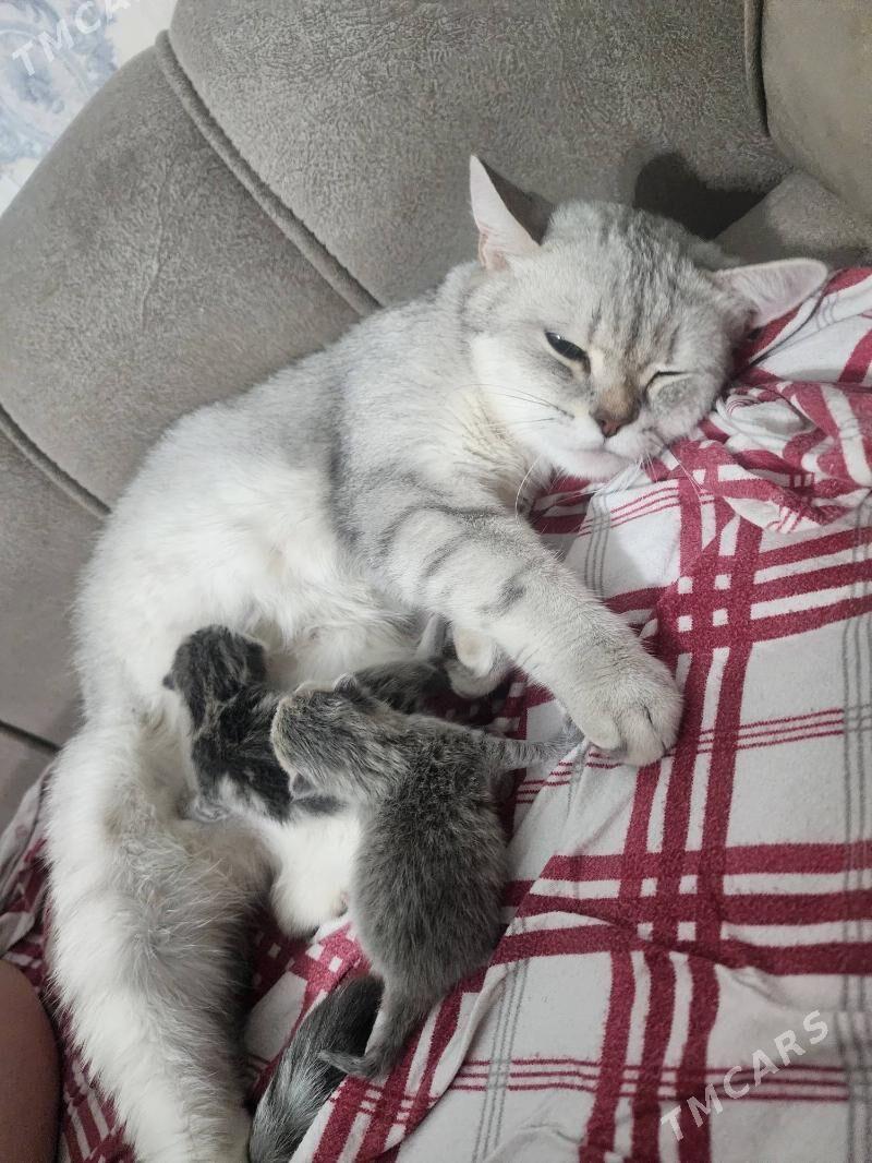 Шотландские котята - Aşgabat - img 6