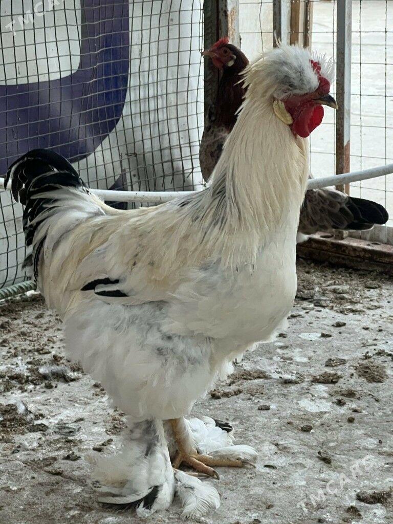 Horazlar - Чоганлы - img 2