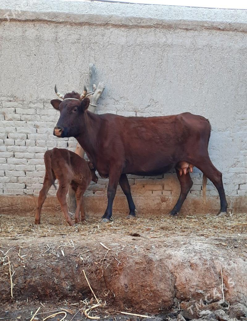 ÖRÄN.ULY GÖLELI SYGYR - Daşoguz - img 2