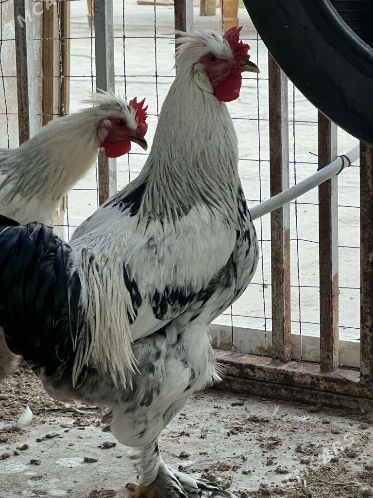 Horazlar - Чоганлы - img 3