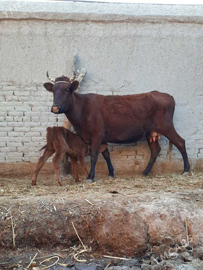 ÖRÄN.ULY GÖLELI SYGYR - Daşoguz - img 3