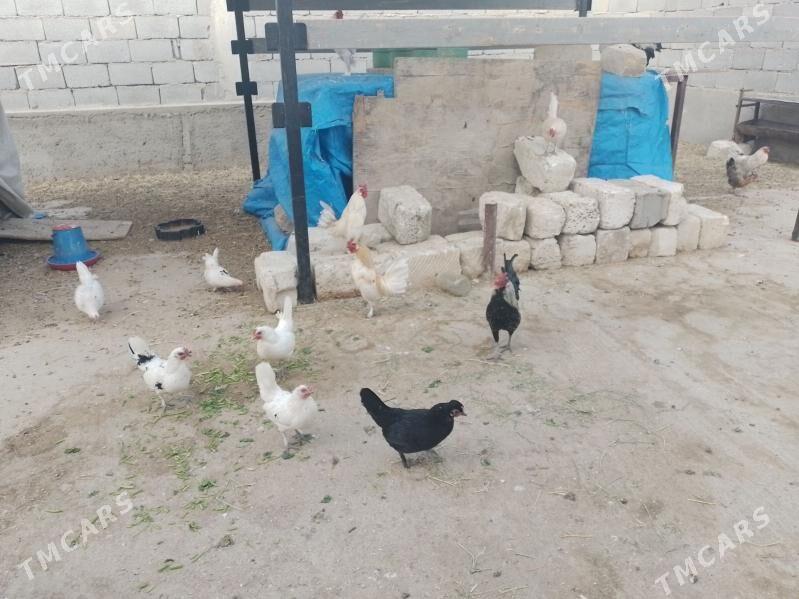 karlik xoraz - Balkanabat - img 2