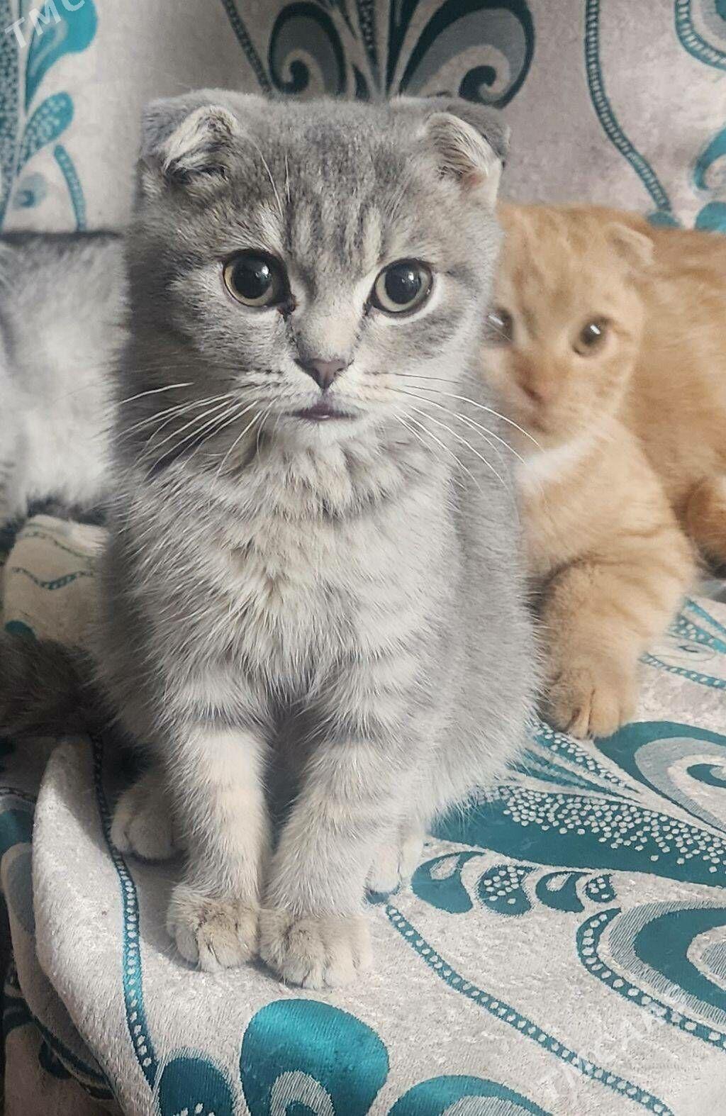 Шотландские котята - Aşgabat - img 1