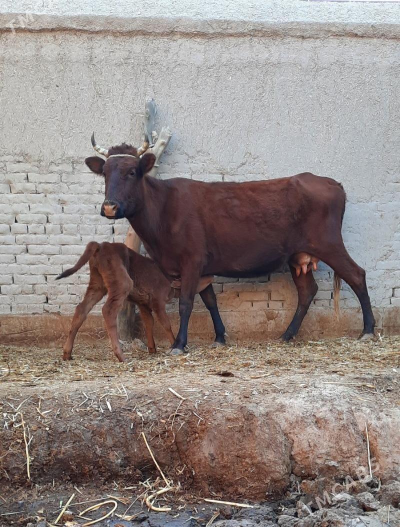 ÖRÄN.ULY GÖLELI SYGYR - Daşoguz - img 1