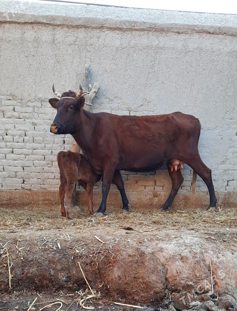 ÖRÄN.ULY GÖLELI SYGYR - Daşoguz - img 6