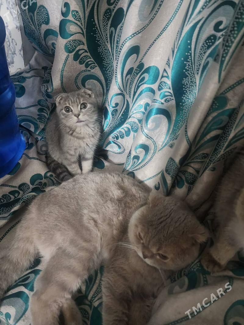 Шотландские котята - Aşgabat - img 3