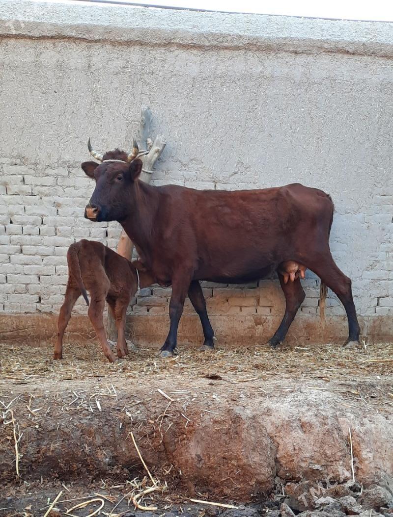 ÖRÄN.ULY GÖLELI SYGYR - Daşoguz - img 4