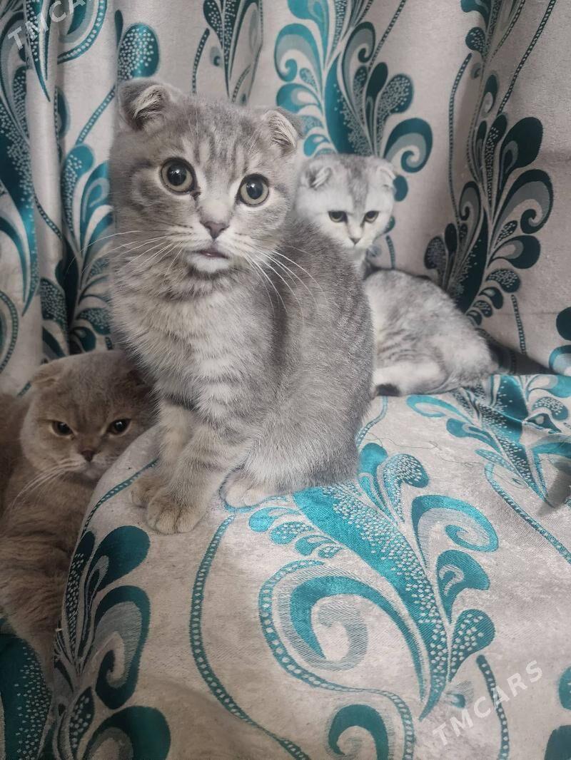 Шотландские котята - Aşgabat - img 2