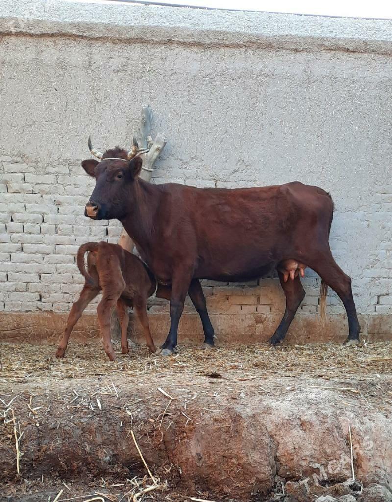 ÖRÄN.ULY GÖLELI SYGYR - Daşoguz - img 5