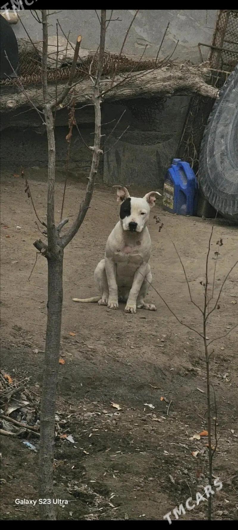 Pitbull - Саят - img 2