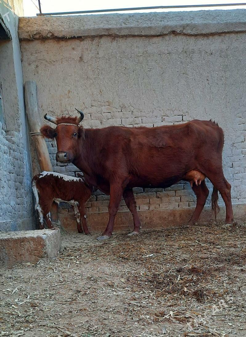 SÜÝIDI GOÝJA GÖLELI SYGYR - Daşoguz - img 5