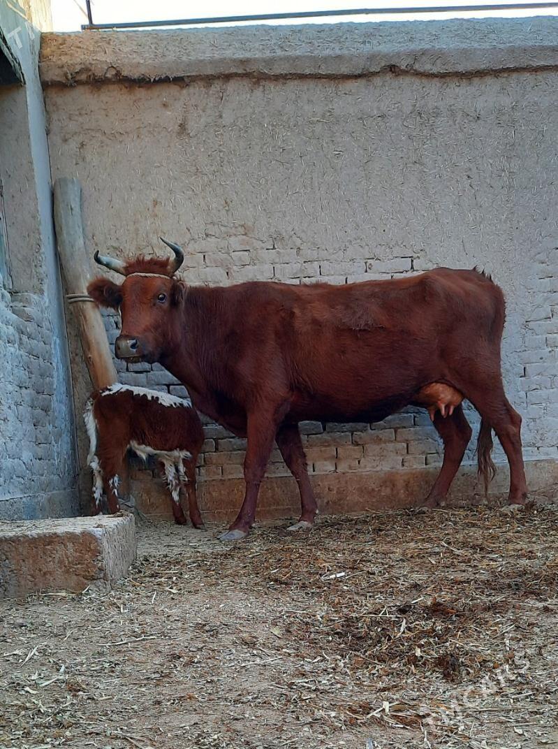 SÜÝIDI GOÝJA GÖLELI SYGYR - Daşoguz - img 6