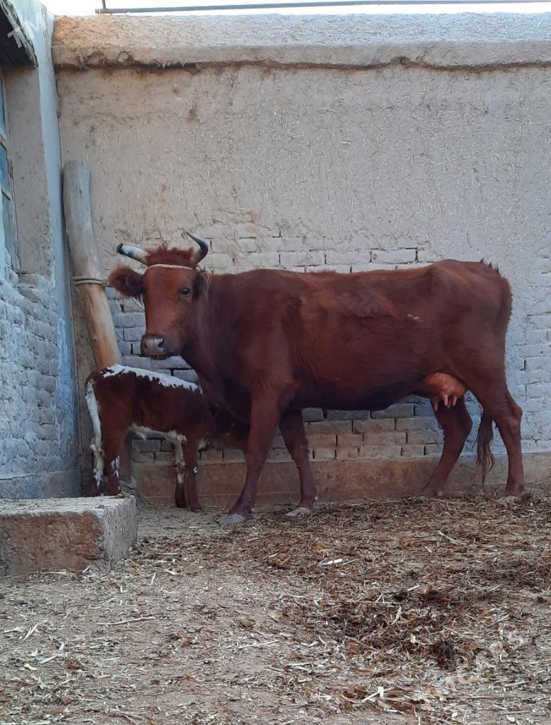 SÜÝIDI GOÝJA GÖLELI SYGYR - Daşoguz - img 3