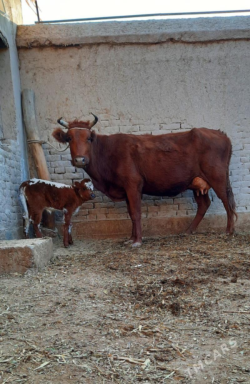 SÜÝIDI GOÝJA GÖLELI SYGYR - Daşoguz - img 4