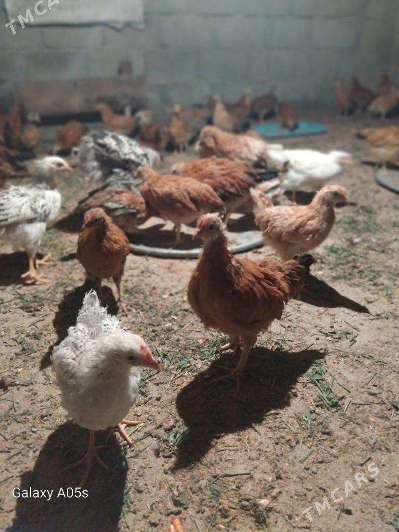 juyje - Гёкдепе - img 1