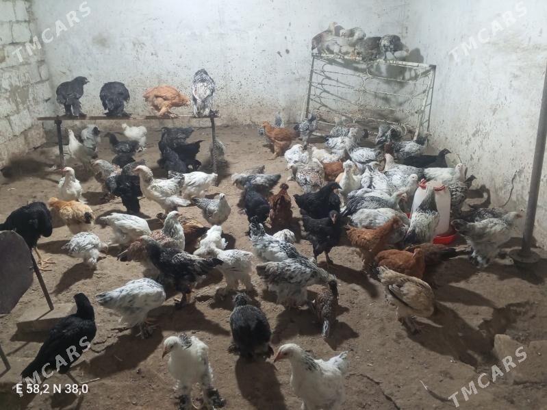 Towuk - Ашхабад - img 2