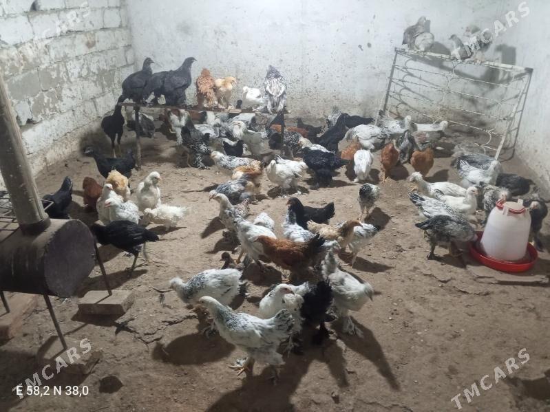 Towuk - Ашхабад - img 1