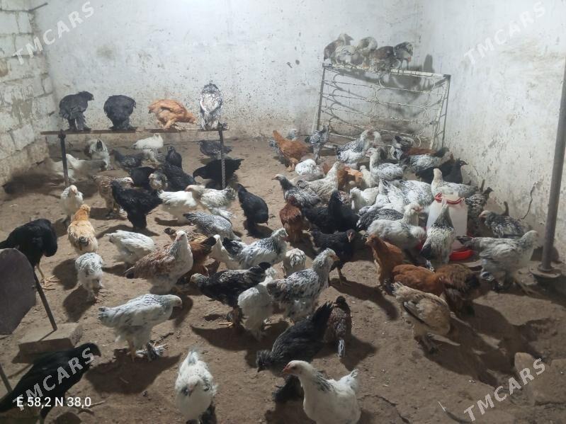 Towuk - Ашхабад - img 5