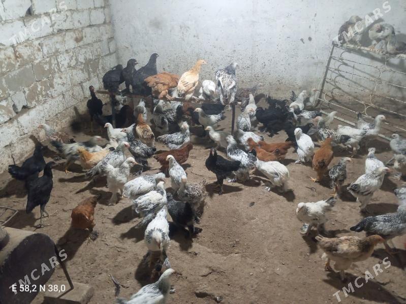 Towuk - Ашхабад - img 3