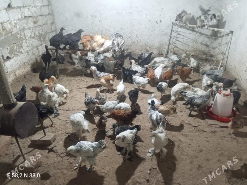 Towuk - Ашхабад - img 4