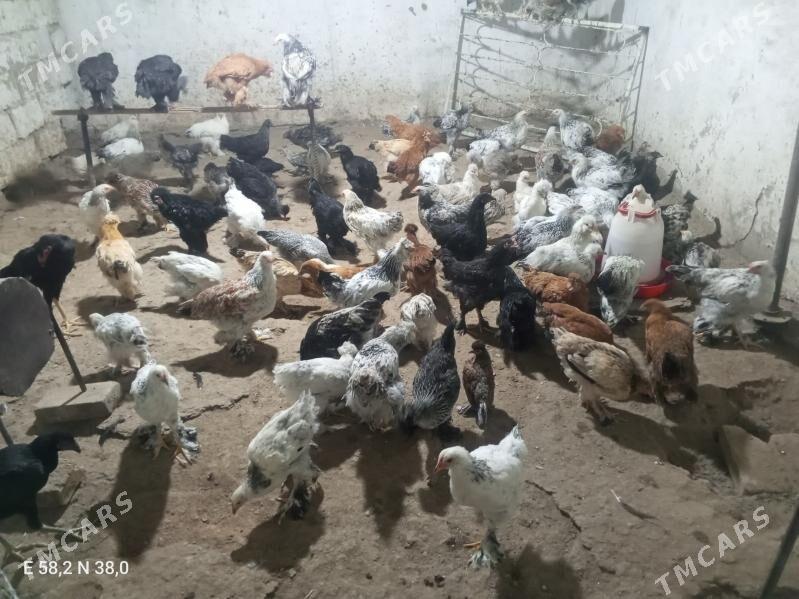 Towuk - Ашхабад - img 6