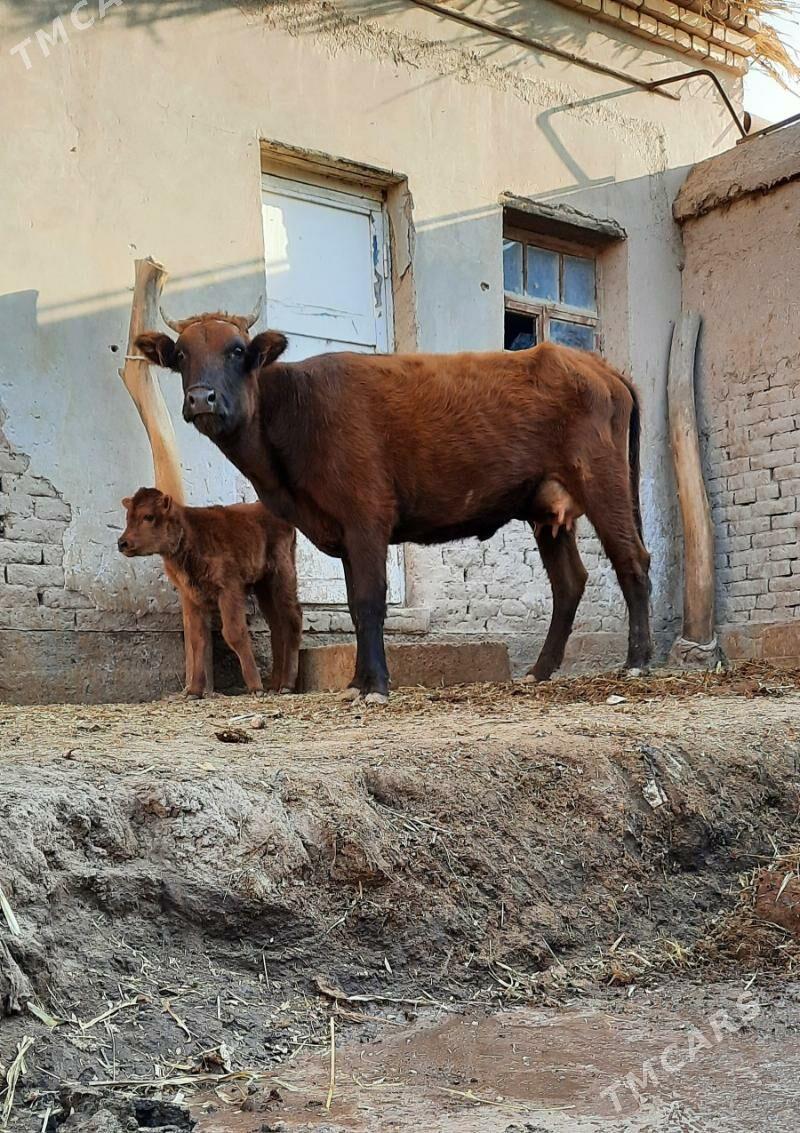 ÝAŞAJYK GÖLELI SYGYR PARODAMAL - Daşoguz - img 2