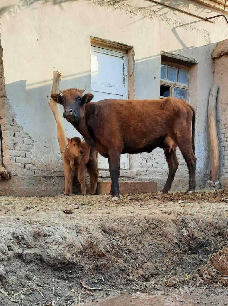 ÝAŞAJYK GÖLELI SYGYR PARODAMAL - Daşoguz - img 1