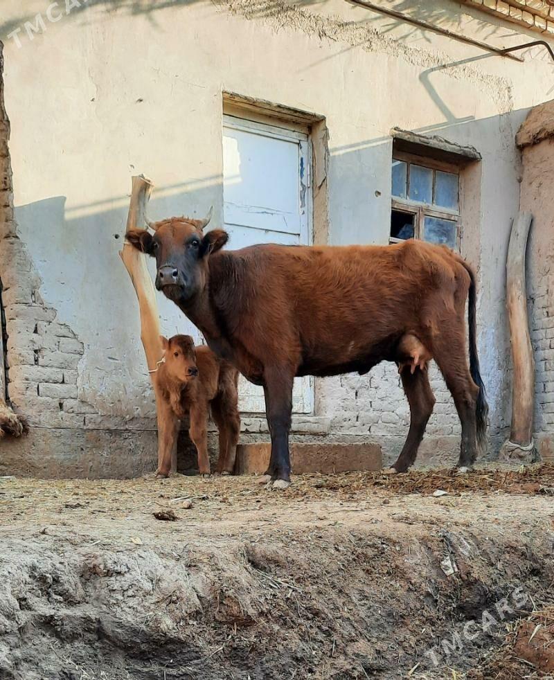 ÝAŞAJYK GÖLELI SYGYR PARODAMAL - Daşoguz - img 4