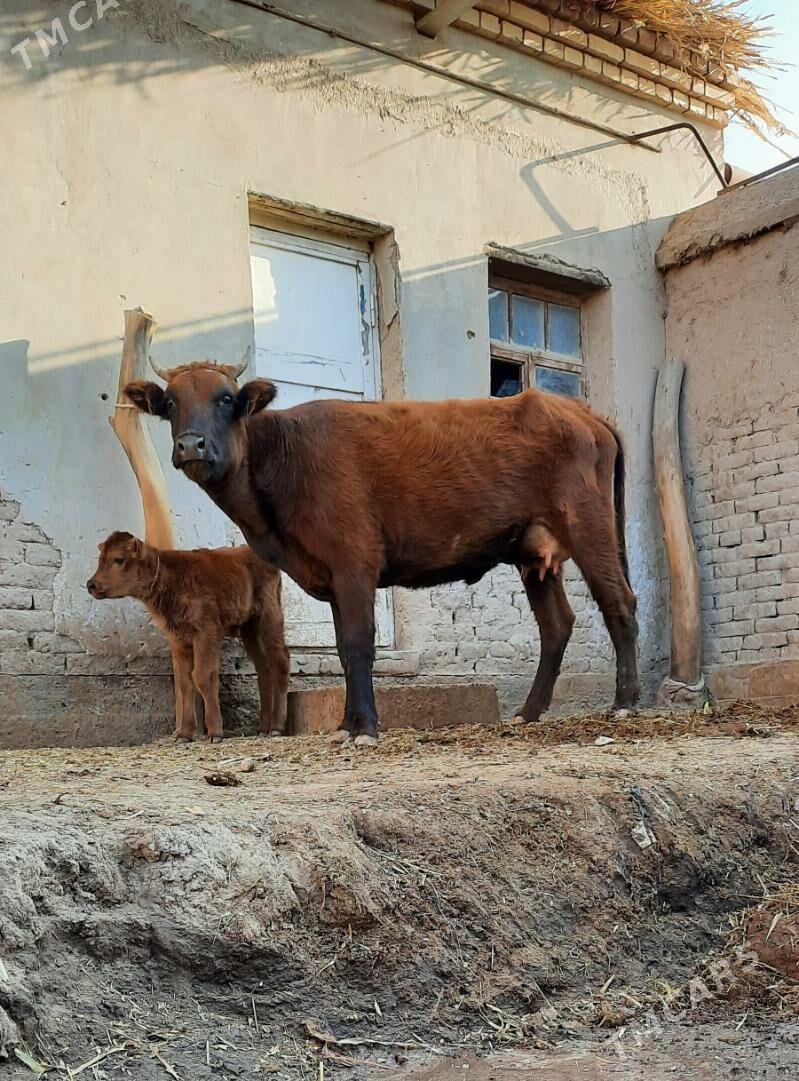 ÝAŞAJYK GÖLELI SYGYR PARODAMAL - Daşoguz - img 3