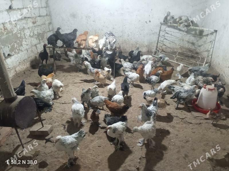 Towuk - Ашхабад - img 7