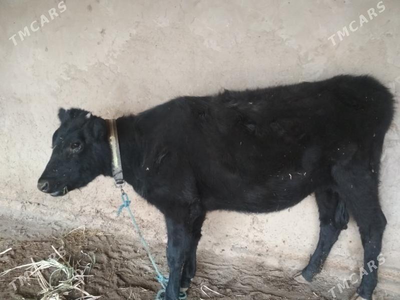 yaş gaçar - Дашогуз - img 3