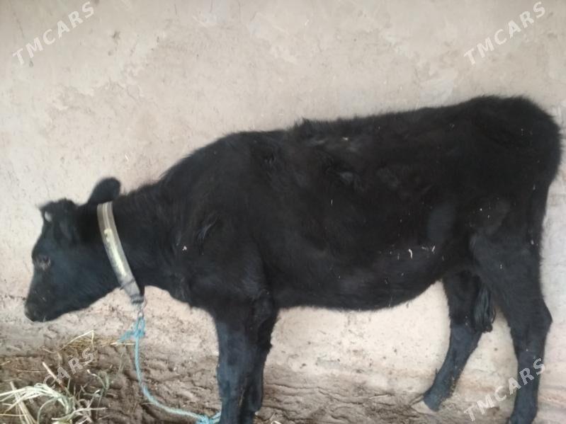 yaş gaçar - Дашогуз - img 1