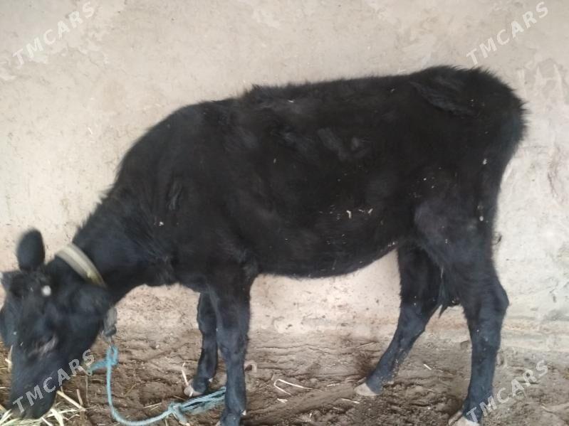 yaş gaçar - Дашогуз - img 5