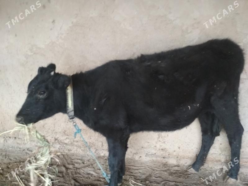 yaş gaçar - Дашогуз - img 2