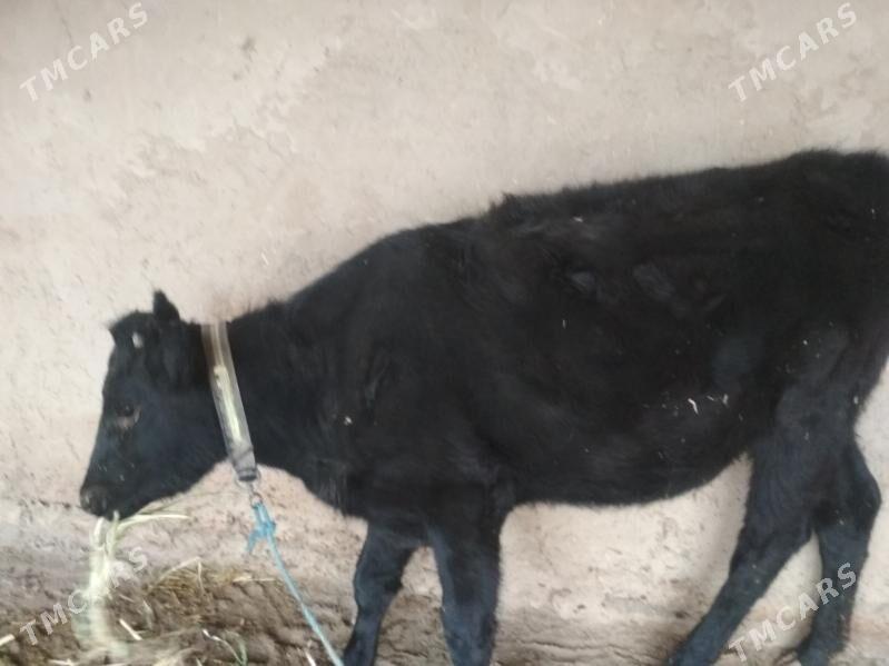 yaş gaçar - Дашогуз - img 4