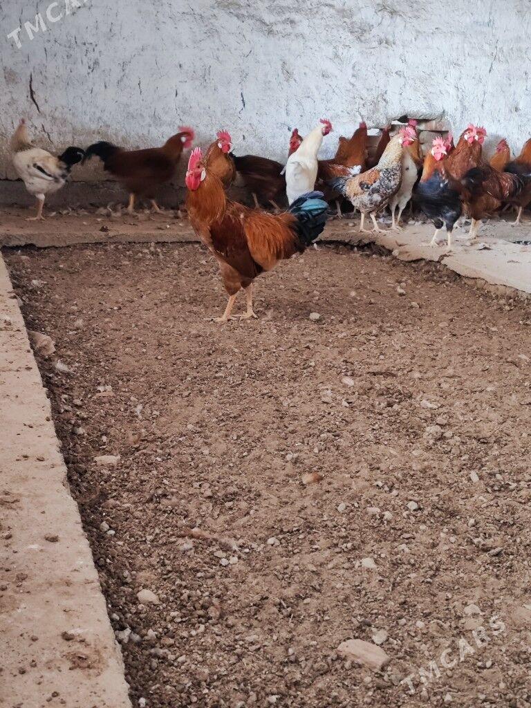 Horaz - Яшлык - img 6