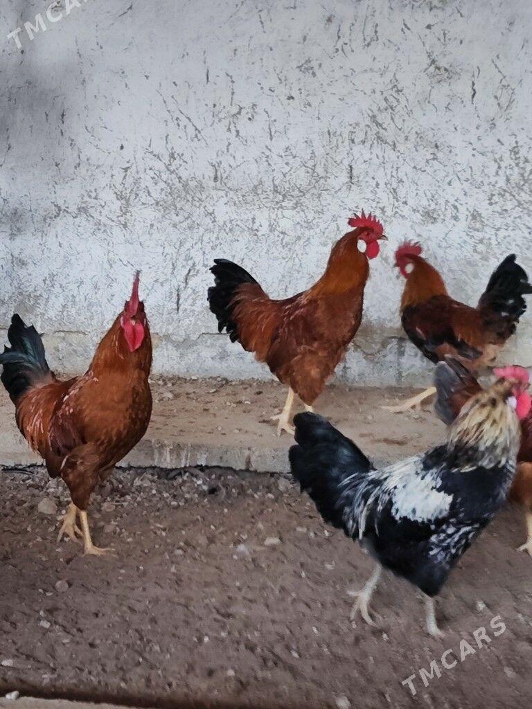 Horaz - Яшлык - img 1