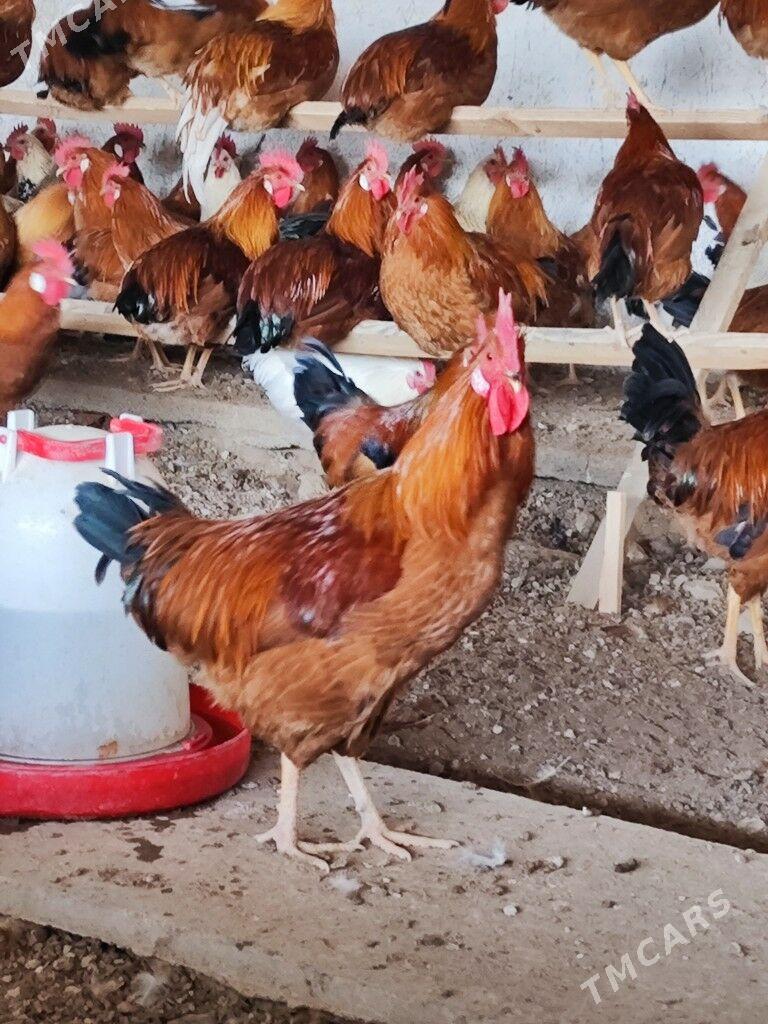 Horaz - Яшлык - img 4