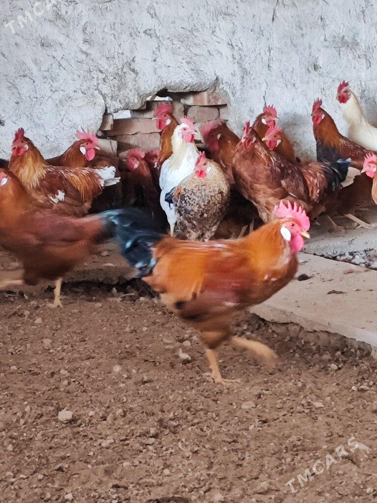 Horaz - Яшлык - img 3